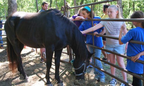 Meet Ranger and Roy – Two Coyote Hill Foster Care Ministries Horses